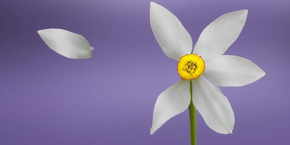 El duelo desautorizado