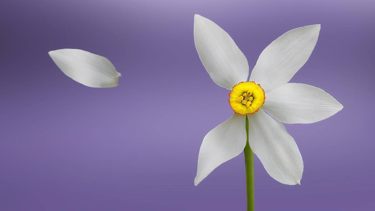 El duelo desautorizado